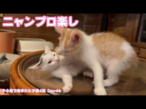 ニャンプロ楽し まだ寝ないニャン  牛小屋で産まれた子猫4匹 Day46 Hana179 Neo102 Sora77  2024 10 26 1(YouTube)