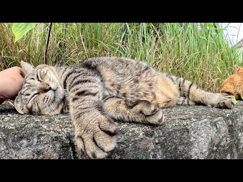 太ったキジトラ猫と美猫の茶トラ猫が塀の上で並んでくつろぐ(YouTube)