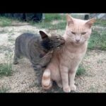 子分には懐かれても好きな猫にそっけなくされる(YouTube)