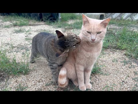 子分には懐かれても好きな猫にそっけなくされる(YouTube)