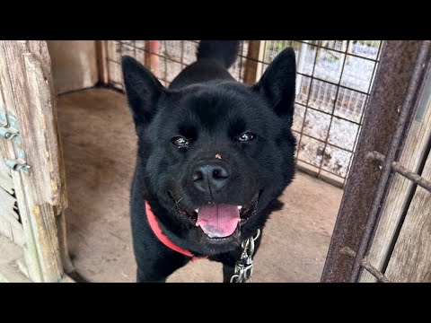 家族親戚を噛んでしまった甲斐犬を引き取りに行ってきます(YouTube)