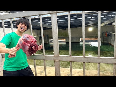 5m越えの巨大イリエワニに餌あげをしてみた結果…ヤバすぎたwww(YouTube)