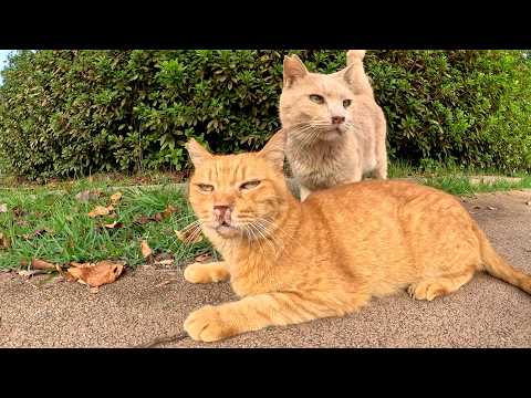 クリーム猫に親友の茶トラ猫を探すようにお願いされた(YouTube)