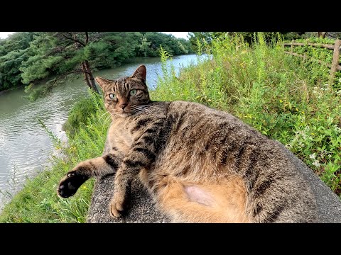 橋を渡ろうとすると、キジ猫コンビが足止めして甘えてきた(YouTube)