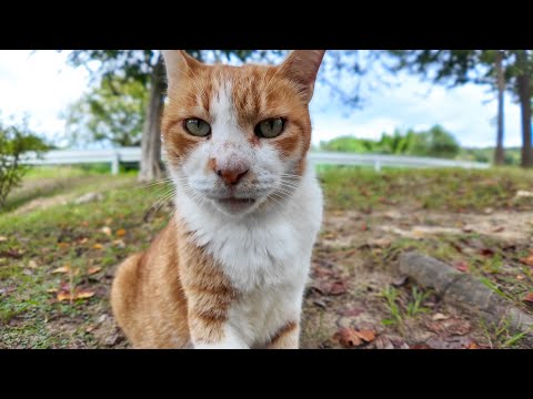 公園で植込みの裏にいた猫をナデナデしてきた(YouTube)