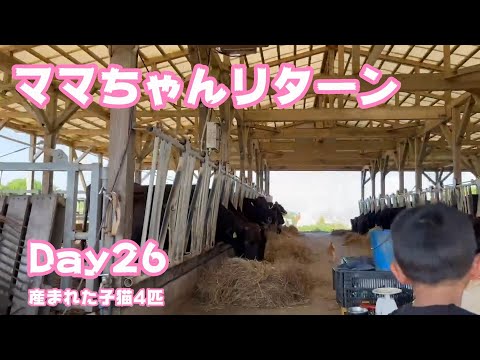 ママちゃんリータン 牛小屋で産まれた子猫4匹 Day26 Hana155 OtoRinSarah112 Neo82 Hikari58  2024 10 06 2(YouTube)