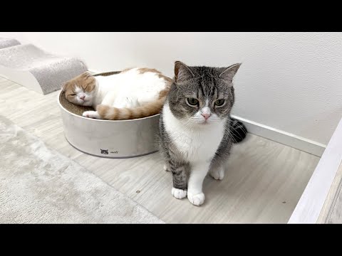一緒に遊びたくて寝てる弟を起こしたらガチギレされた猫がこうなっちゃいました…(YouTube)