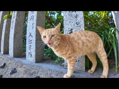 神社の参道にいた茶トラ猫ちゃんがカワイイ(YouTube)