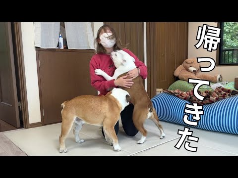 大好きなママがお買い物から帰ってきただけで、強めのハグが止まらないブルドッグ(YouTube)