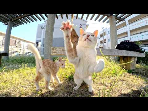 子猫達とオモチャで遊ぼうとしたら、大人猫達が熱中してしまった(YouTube)