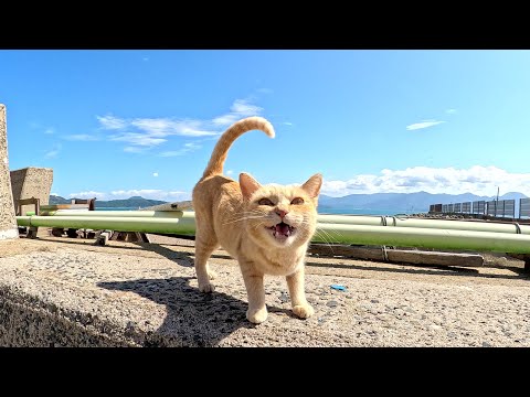 海で出会った茶トラ猫が可愛い声で鳴きながら甘えてきた(YouTube)