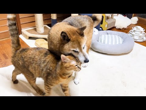 不器用な柴犬パパが愛情たっぷり猫たちと接する姿に感動しました(YouTube)