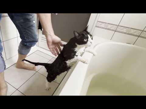 1歳児の赤ちゃんみたいに、つかまり立ちで洗わせてくれる猫(YouTube)
