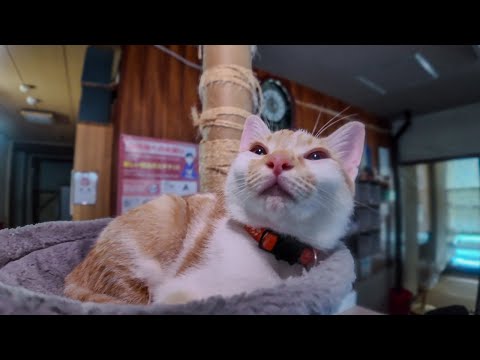 猫旅館は連泊に限る!チェックアウト後のフロントでノンビリ寛ぐ猫達と遊ぶ(YouTube)