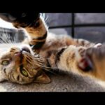 漁港の街で路地裏を歩く猫に付いていったら猫がいる場所にたどり着いた(YouTube)