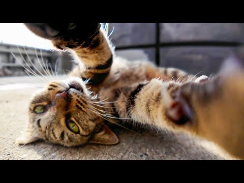 漁港の街で路地裏を歩く猫に付いていったら猫がいる場所にたどり着いた(YouTube)