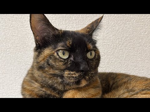 10/2 お昼の猫配信🐱(YouTube)