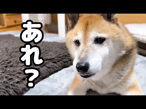 柴犬に甘えてくる末っ子猫が甘えなかった時の柴犬パパのお顔が可愛すぎました(YouTube)