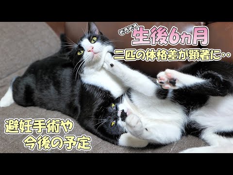 ついにあずきとさくらの体重が先住猫のネコ吉姉ちゃんを‥‼【仲良し子猫姉妹の成長記録】(YouTube)