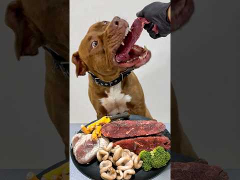 閲覧注意⚠️生肉をモリモリ食べる咀嚼音 #ピットブル(YouTube)
