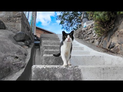 神社の階段を上がると上から猫が下りてきた(YouTube)