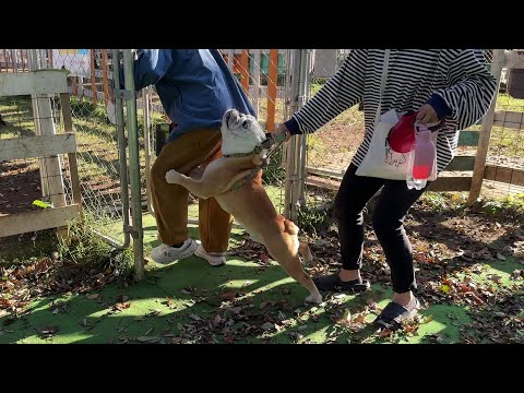 大好きなバァバとドッグラン入場後10秒で退場処分となるブルドッグのぶるまる…(YouTube)