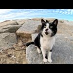 カラスに取り囲まれていた猫が「怖かったよ～」と甘えてきた(YouTube)