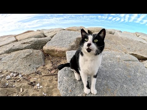 カラスに取り囲まれていた猫が「怖かったよ～」と甘えてきた(YouTube)
