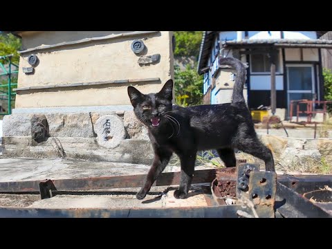 よく喋る黒猫ちゃん(YouTube)