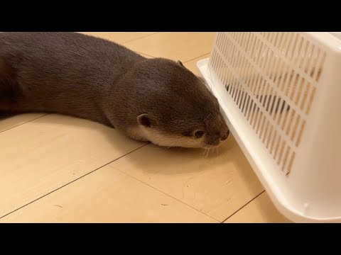 カワウソを捕まえるための罠を設置してみた 笑 I set up a trap to catch otters. lol(YouTube)