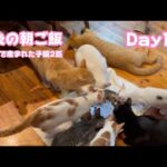 最後の朝ご飯 牛小屋で産まれた子猫2匹Oto＆Rin Day117  2024 10 12 1(YouTube)