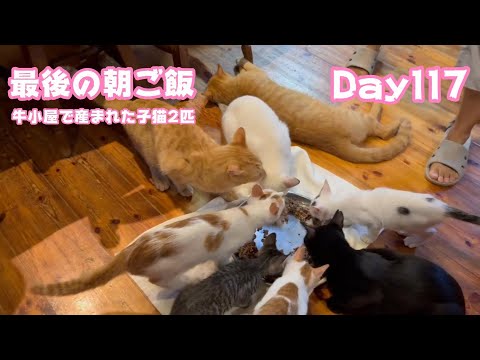 最後の朝ご飯 牛小屋で産まれた子猫2匹Oto＆Rin Day117  2024 10 12 1(YouTube)