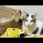 カゴに入る姿がスマートじゃない足が短めの猫(YouTube)