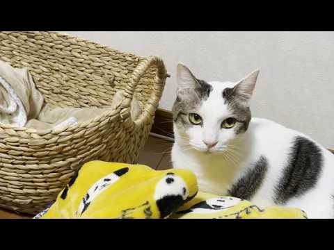 カゴに入る姿がスマートじゃない足が短めの猫(YouTube)