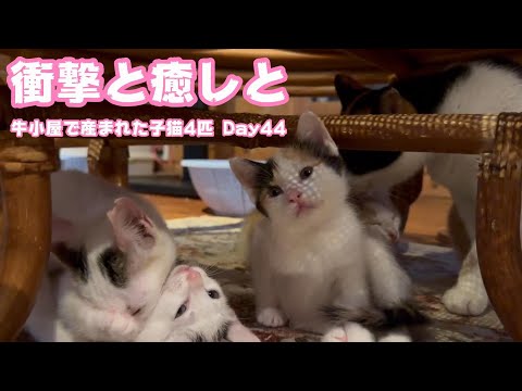衝撃ありの癒しありの・・・  牛小屋で産まれた子猫4匹 Day44  2024 10 24 2(YouTube)