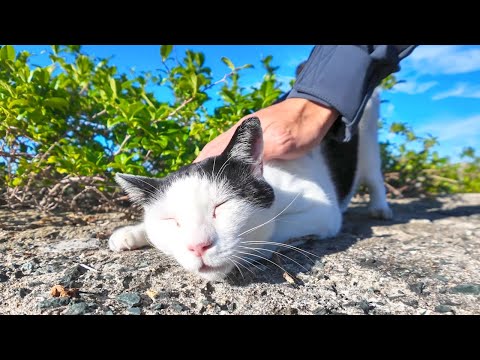 防波堤の上に寝ていた猫、起きてモフられにきた(YouTube)