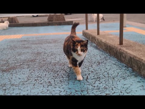 感動猫動画 のライブ配信(YouTube)