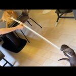 カワウソと猫が綱引きで戦った！ 笑 An otter and a cat fought in a tug of war! LOL!(YouTube)