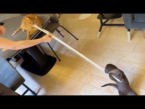 カワウソと猫が綱引きで戦った！ 笑 An otter and a cat fought in a tug of war! LOL!(YouTube)