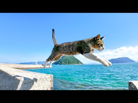 防波堤にいたキジ白猫を撫でると後から三毛猫もやって来た(YouTube)
