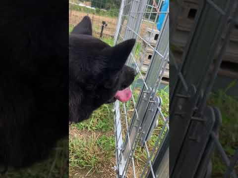 だーれだ #shorts #噛み犬 #甲斐犬(YouTube)