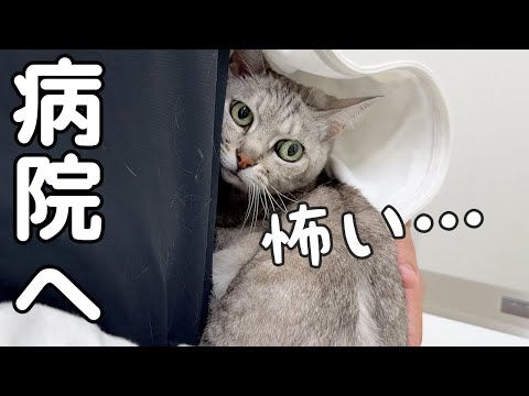 マロちゃんの肝機能の検査へ病院に行ってきます！(YouTube)