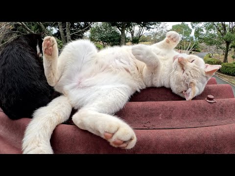 おこげの白猫が「僕だけをモフって！」と必死にアピールしてくる(YouTube)