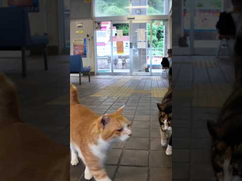 雨の日のフェリー乗り場は猫カフェ?!(YouTube)