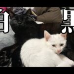 【猫動画】白と黒の幸せ！〜にゃんともパレード〜#猫動画#猫#403(YouTube)