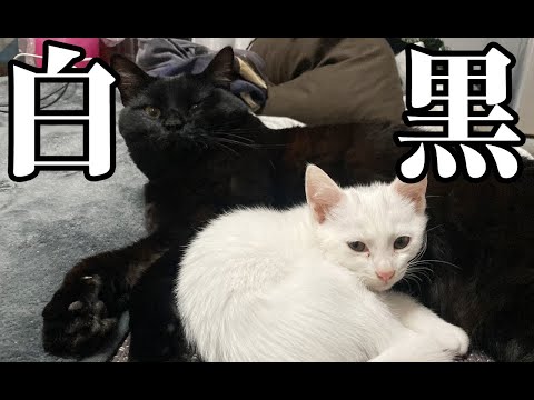 【猫動画】白と黒の幸せ！〜にゃんともパレード〜#猫動画#猫#403(YouTube)