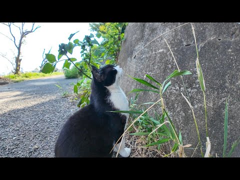 石碑の上で寝ている茶トラ猫が気になるハチワレ猫(YouTube)