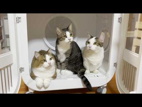 猫3匹が余裕で入れる大型ドライヤーハウスだと静かに乾かされる豆大福(YouTube)