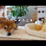 猫が風邪を引いた時、柴犬たちの心温まる対応に感動しました。(YouTube)