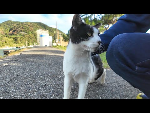 猫島の漁港付近を歩いていたら白黒の猫が何か言いながら寄ってきた(YouTube)